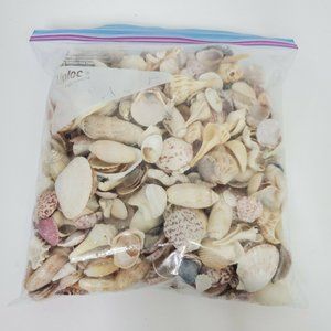 Cockle Shells Seashells Worm Beach Craft Coastal